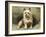 Yorkie-John Emms-Framed Giclee Print