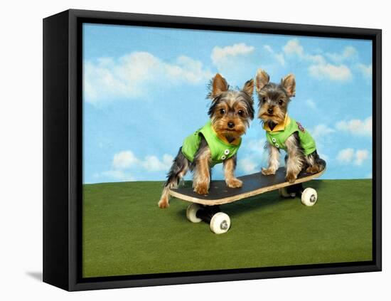 Yorkies On A Skateboard-Blueiris-Framed Premier Image Canvas