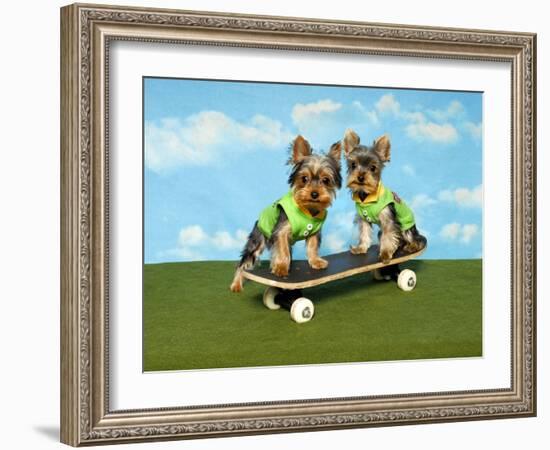 Yorkies On A Skateboard-Blueiris-Framed Photographic Print