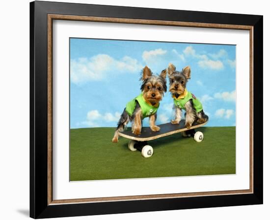 Yorkies On A Skateboard-Blueiris-Framed Photographic Print