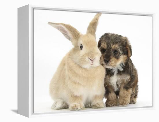 Yorkipoo Pup, 6 Weeks Old, with Sandy Rabbit-Mark Taylor-Framed Premier Image Canvas