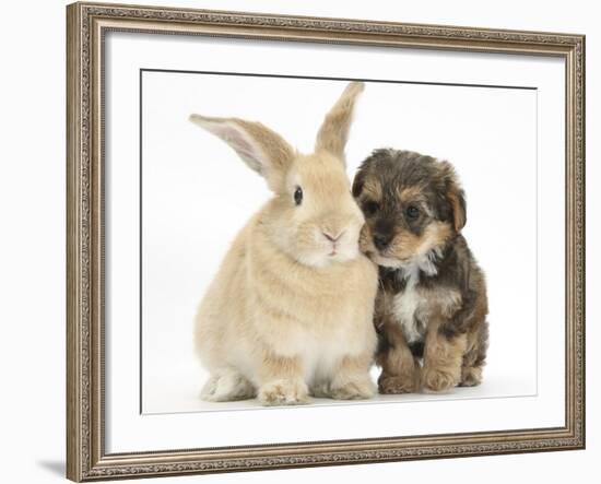 Yorkipoo Pup, 6 Weeks Old, with Sandy Rabbit-Mark Taylor-Framed Photographic Print