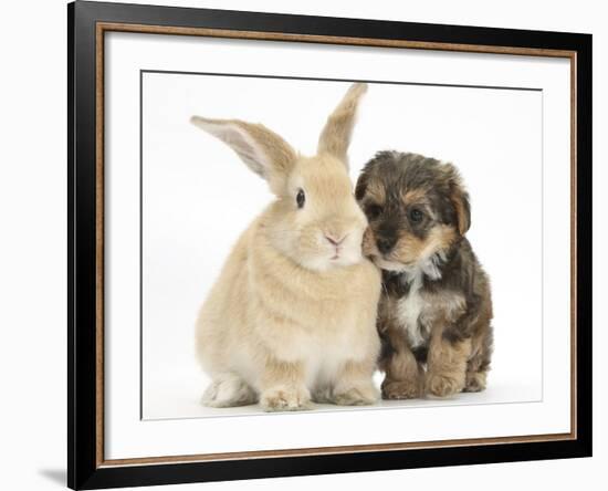 Yorkipoo Pup, 6 Weeks Old, with Sandy Rabbit-Mark Taylor-Framed Photographic Print
