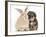 Yorkipoo Pup, 6 Weeks Old, with Sandy Rabbit-Mark Taylor-Framed Photographic Print