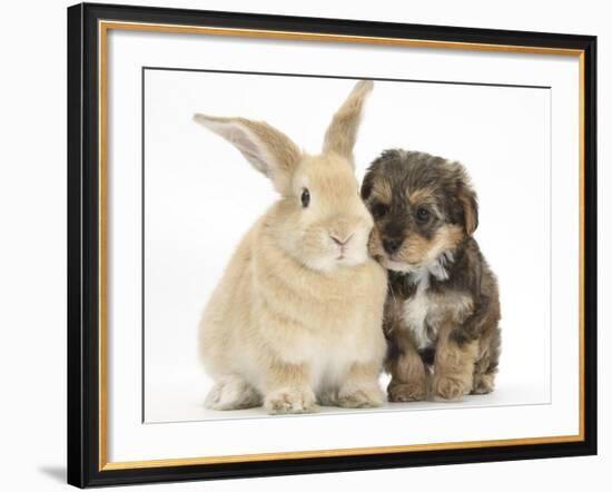 Yorkipoo Pup, 6 Weeks Old, with Sandy Rabbit-Mark Taylor-Framed Photographic Print