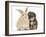 Yorkipoo Pup, 6 Weeks Old, with Sandy Rabbit-Mark Taylor-Framed Photographic Print