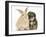 Yorkipoo Pup, 6 Weeks Old, with Sandy Rabbit-Mark Taylor-Framed Photographic Print