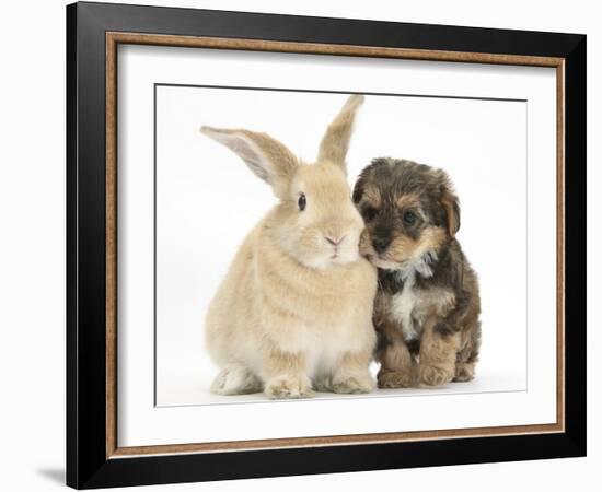 Yorkipoo Pup, 6 Weeks Old, with Sandy Rabbit-Mark Taylor-Framed Photographic Print