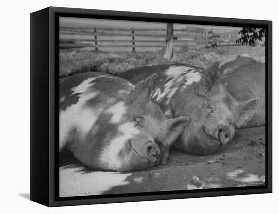 Yorkshire Hogs Smirking with Comfort in Pen on Curtiss Farms Owned by the Curtiss Candy Co.-Wallace Kirkland-Framed Premier Image Canvas