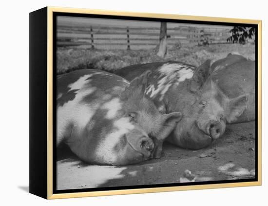 Yorkshire Hogs Smirking with Comfort in Pen on Curtiss Farms Owned by the Curtiss Candy Co.-Wallace Kirkland-Framed Premier Image Canvas