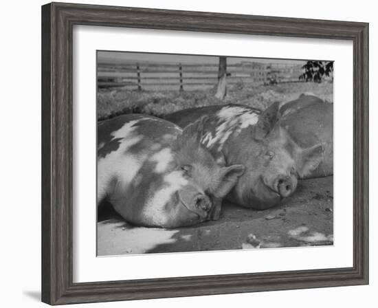 Yorkshire Hogs Smirking with Comfort in Pen on Curtiss Farms Owned by the Curtiss Candy Co.-Wallace Kirkland-Framed Photographic Print