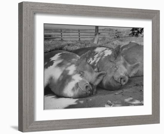 Yorkshire Hogs Smirking with Comfort in Pen on Curtiss Farms Owned by the Curtiss Candy Co.-Wallace Kirkland-Framed Photographic Print