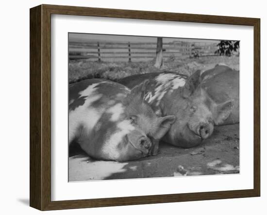 Yorkshire Hogs Smirking with Comfort in Pen on Curtiss Farms Owned by the Curtiss Candy Co.-Wallace Kirkland-Framed Photographic Print