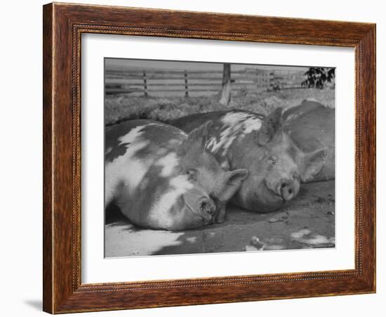 Yorkshire Hogs Smirking with Comfort in Pen on Curtiss Farms Owned by the Curtiss Candy Co.-Wallace Kirkland-Framed Photographic Print