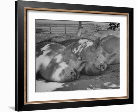 Yorkshire Hogs Smirking with Comfort in Pen on Curtiss Farms Owned by the Curtiss Candy Co.-Wallace Kirkland-Framed Photographic Print