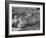 Yorkshire Hogs Smirking with Comfort in Pen on Curtiss Farms Owned by the Curtiss Candy Co.-Wallace Kirkland-Framed Photographic Print