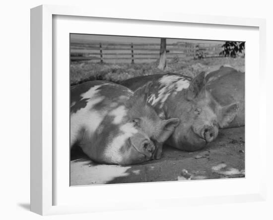 Yorkshire Hogs Smirking with Comfort in Pen on Curtiss Farms Owned by the Curtiss Candy Co.-Wallace Kirkland-Framed Photographic Print