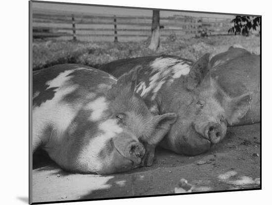 Yorkshire Hogs Smirking with Comfort in Pen on Curtiss Farms Owned by the Curtiss Candy Co.-Wallace Kirkland-Mounted Photographic Print