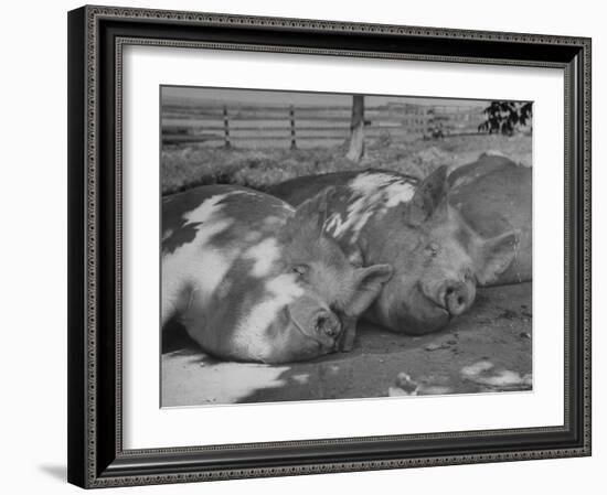 Yorkshire Hogs Smirking with Comfort in Pen on Curtiss Farms Owned by the Curtiss Candy Co.-Wallace Kirkland-Framed Photographic Print