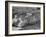 Yorkshire Hogs Smirking with Comfort in Pen on Curtiss Farms Owned by the Curtiss Candy Co.-Wallace Kirkland-Framed Photographic Print