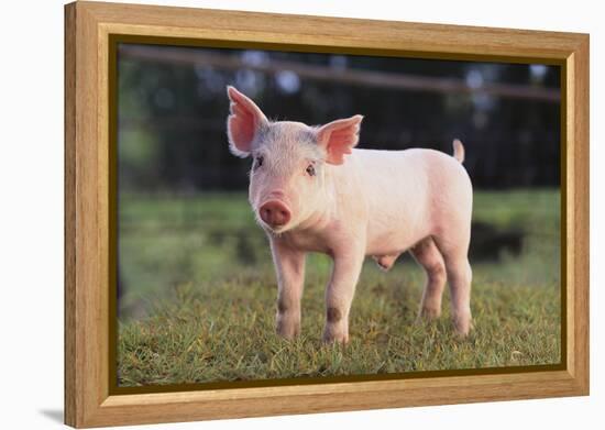 Yorkshire Pig on Grass-DLILLC-Framed Premier Image Canvas