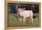 Yorkshire Pig on Grass-DLILLC-Framed Premier Image Canvas