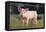 Yorkshire Pig on Grass-DLILLC-Framed Premier Image Canvas