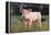 Yorkshire Pig on Grass-DLILLC-Framed Premier Image Canvas