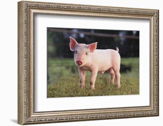 Yorkshire Pig on Grass-DLILLC-Framed Photographic Print