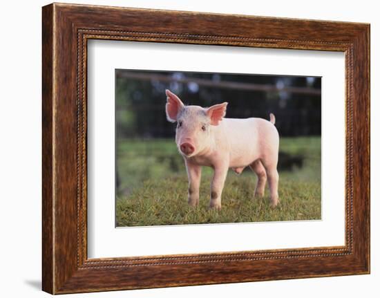Yorkshire Pig on Grass-DLILLC-Framed Photographic Print