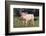 Yorkshire Pig on Grass-DLILLC-Framed Photographic Print