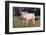 Yorkshire Pig on Grass-DLILLC-Framed Photographic Print