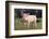 Yorkshire Pig on Grass-DLILLC-Framed Photographic Print