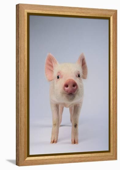 Yorkshire Pig-DLILLC-Framed Premier Image Canvas