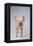 Yorkshire Pig-DLILLC-Framed Premier Image Canvas