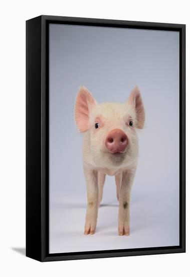 Yorkshire Pig-DLILLC-Framed Premier Image Canvas