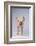 Yorkshire Pig-DLILLC-Framed Photographic Print