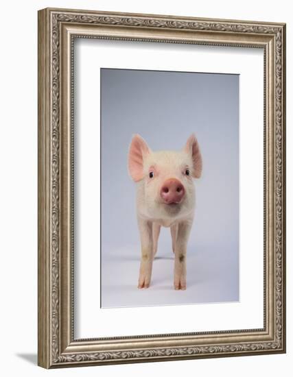 Yorkshire Pig-DLILLC-Framed Photographic Print