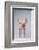 Yorkshire Pig-DLILLC-Framed Photographic Print