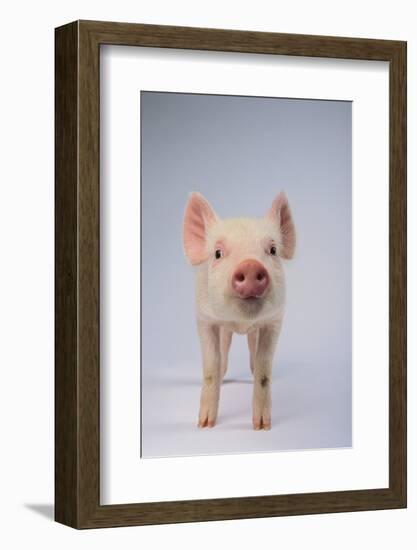 Yorkshire Pig-DLILLC-Framed Photographic Print