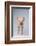 Yorkshire Pig-DLILLC-Framed Photographic Print