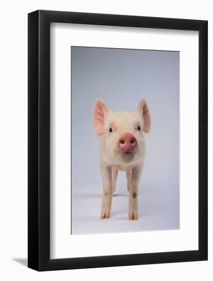 Yorkshire Pig-DLILLC-Framed Photographic Print