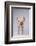 Yorkshire Pig-DLILLC-Framed Photographic Print