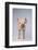 Yorkshire Pig-DLILLC-Framed Photographic Print