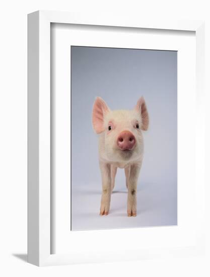 Yorkshire Pig-DLILLC-Framed Photographic Print