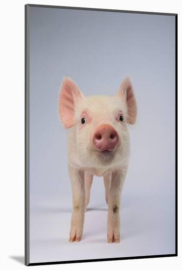 Yorkshire Pig-DLILLC-Mounted Photographic Print