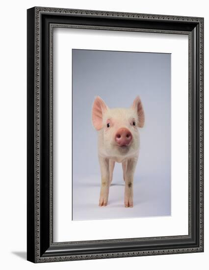 Yorkshire Pig-DLILLC-Framed Photographic Print