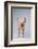 Yorkshire Pig-DLILLC-Framed Photographic Print