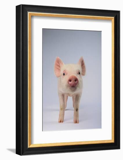 Yorkshire Pig-DLILLC-Framed Photographic Print