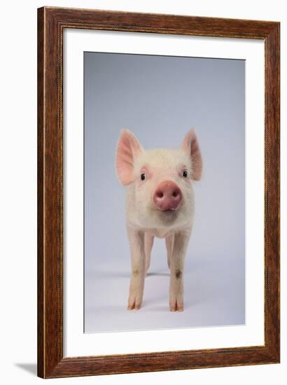 Yorkshire Pig-DLILLC-Framed Photographic Print